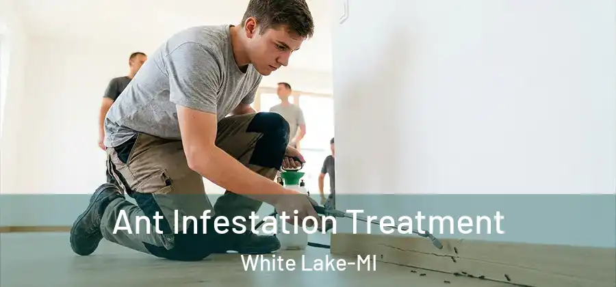 Ant Infestation Treatment White Lake-MI