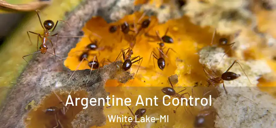 Argentine Ant Control White Lake-MI