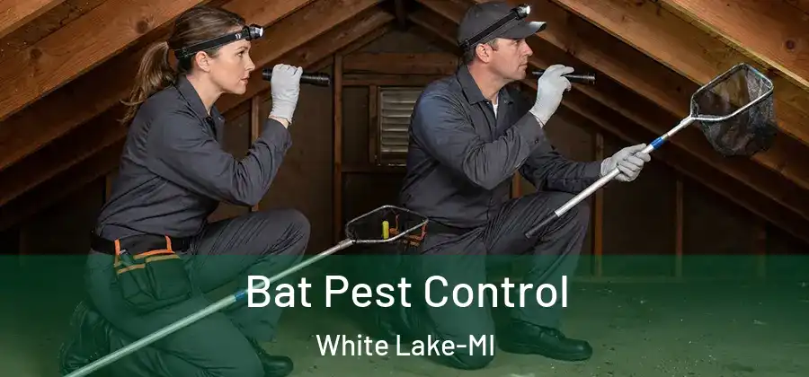 Bat Pest Control White Lake-MI