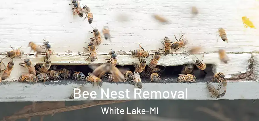  Bee Nest Removal White Lake-MI