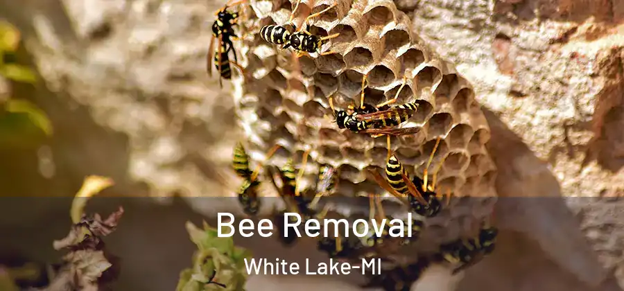 Bee Removal White Lake-MI