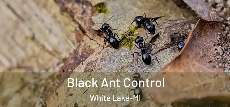 Black Ant Control White Lake-MI