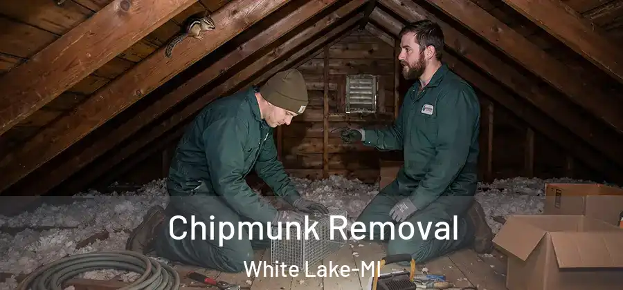 Chipmunk Removal White Lake-MI