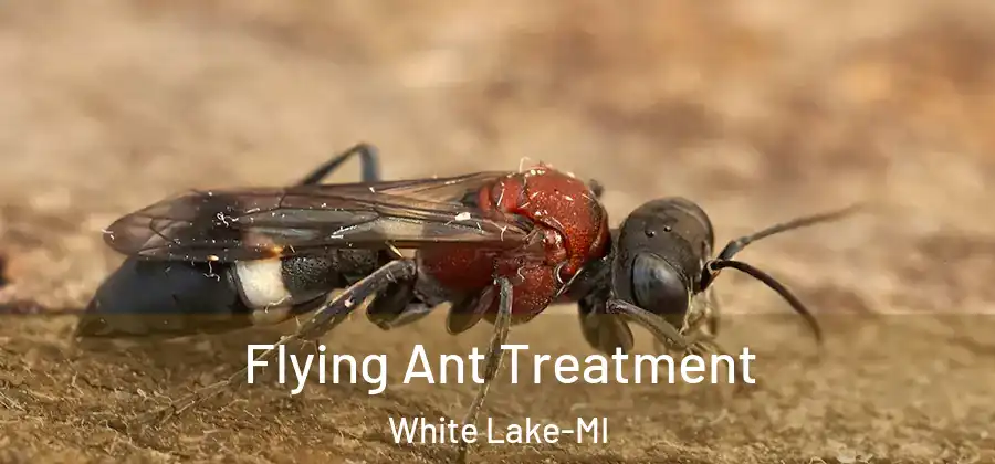  Flying Ant Treatment White Lake-MI