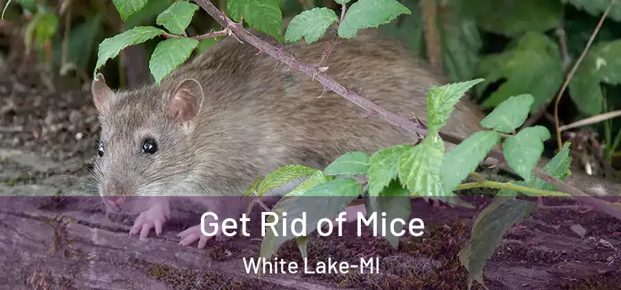 Get Rid of Mice White Lake-MI