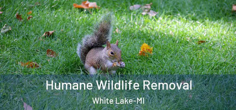 Humane Wildlife Removal White Lake-MI