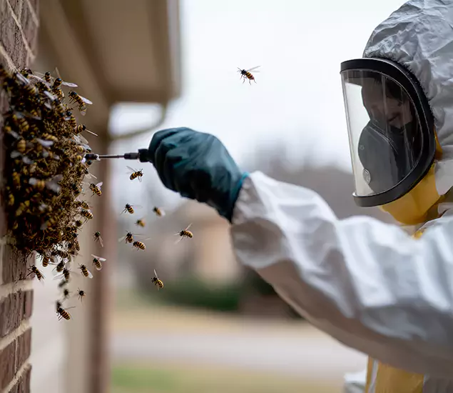 Your Bee Removal Company in White Lake, MI