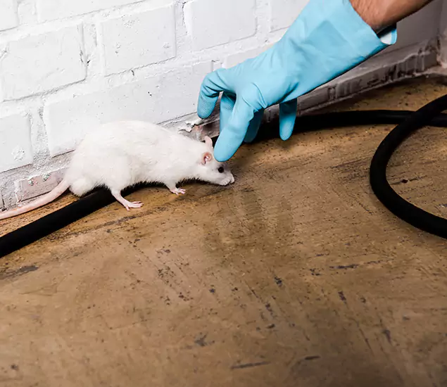 About Rodent Control Experts in White Lake, MI