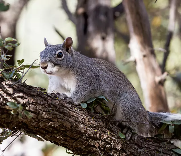 Your Trusted Squirrel Removal Company in White Lake, MI