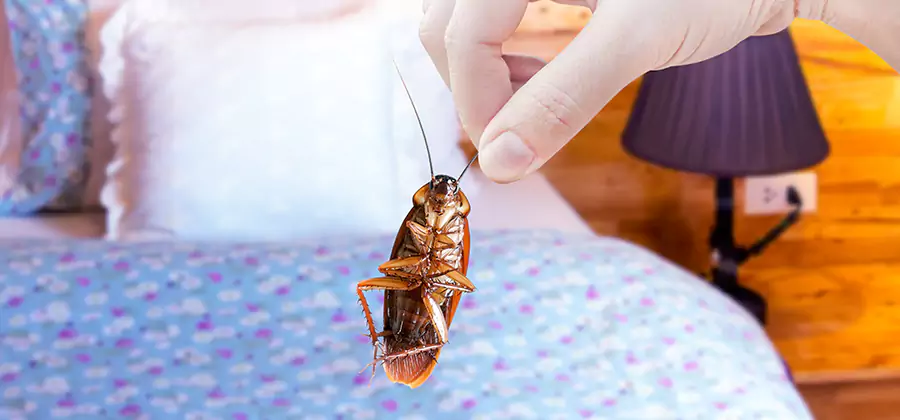 Fast Roach Elimination in White Lake