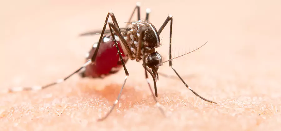 Pond Mosquito Control and Water Treatment in White Lake