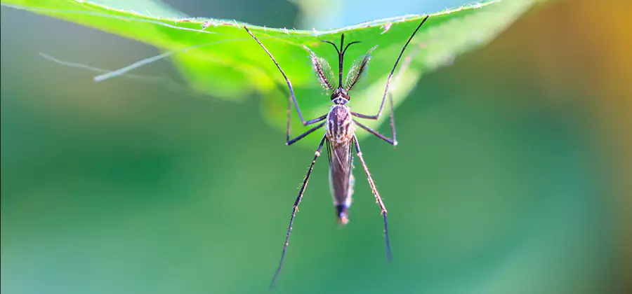 Home Defense Insect Killer in White Lake