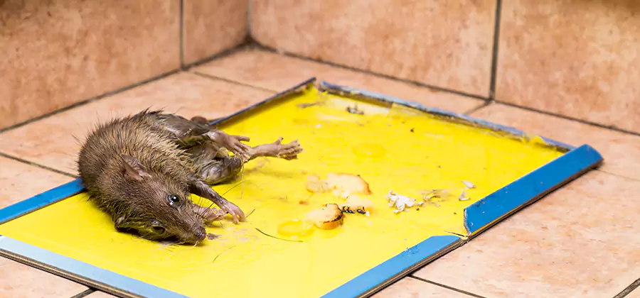 Rat Trapping Service In White Lake