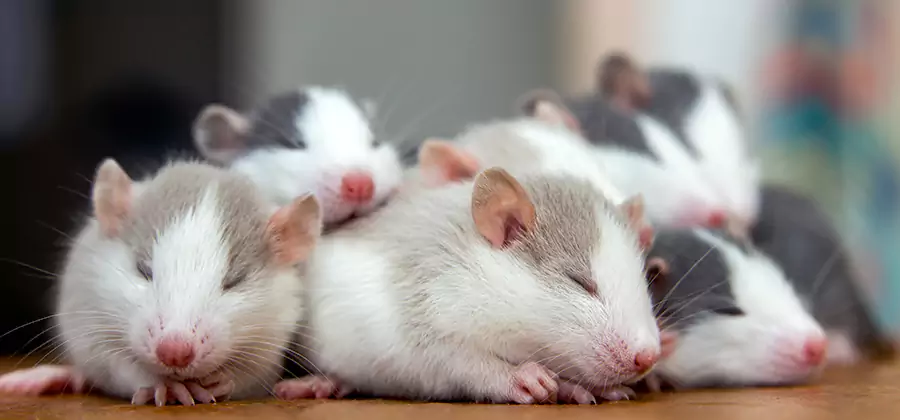 Rat Infestation Exclusion Service in White Lake