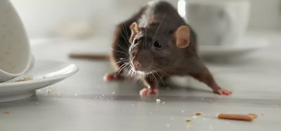 Attic Rat Exclusion Service in White Lake