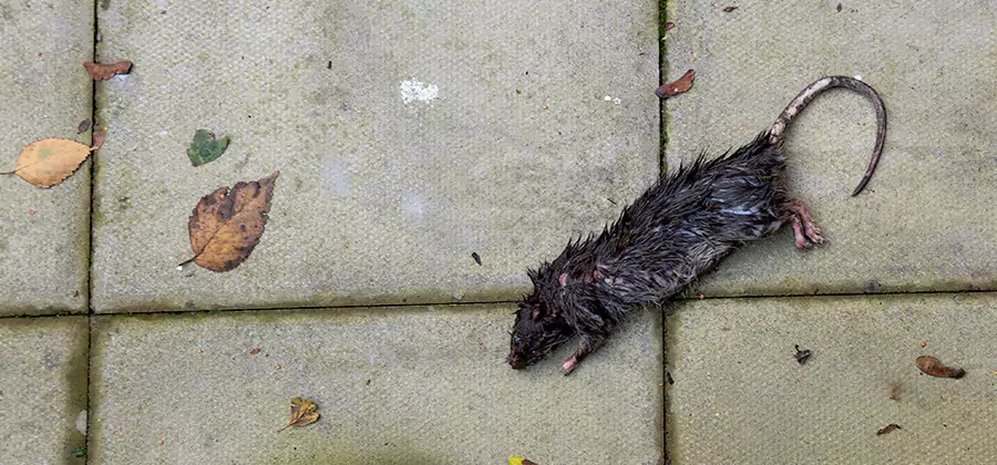 Rodent inspection service in White Lake
