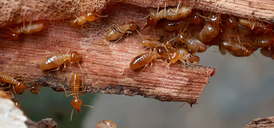 Wood Preservation Termite Treatment in White Lake