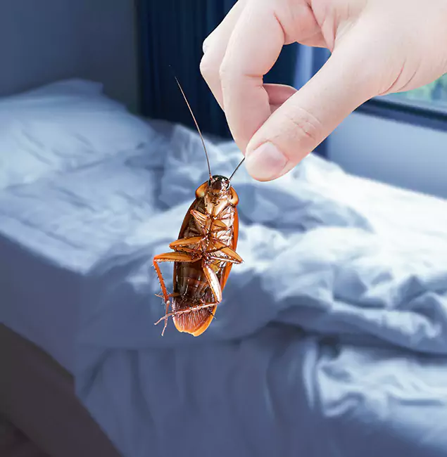 Why Choose White Lake Pest Control Pro for Bed Bug Extermination in White Lake, MI?