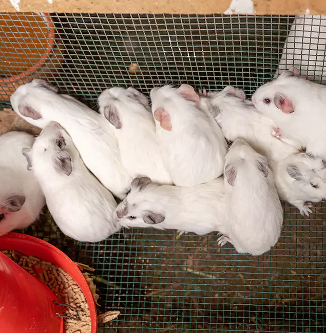 Why Choose White Lake Pest Control Pro for Rat Infestation in White Lake, MI?