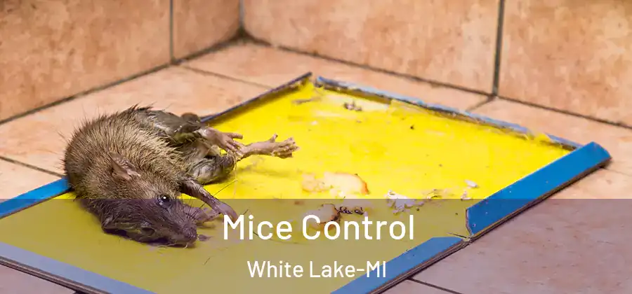 Mice Control White Lake-MI