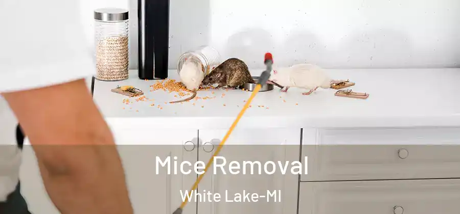  Mice Removal White Lake-MI