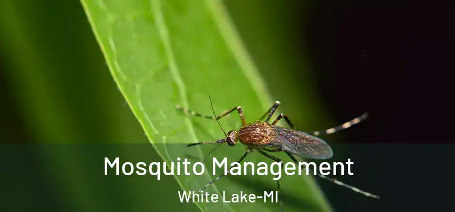  Mosquito Management White Lake-MI
