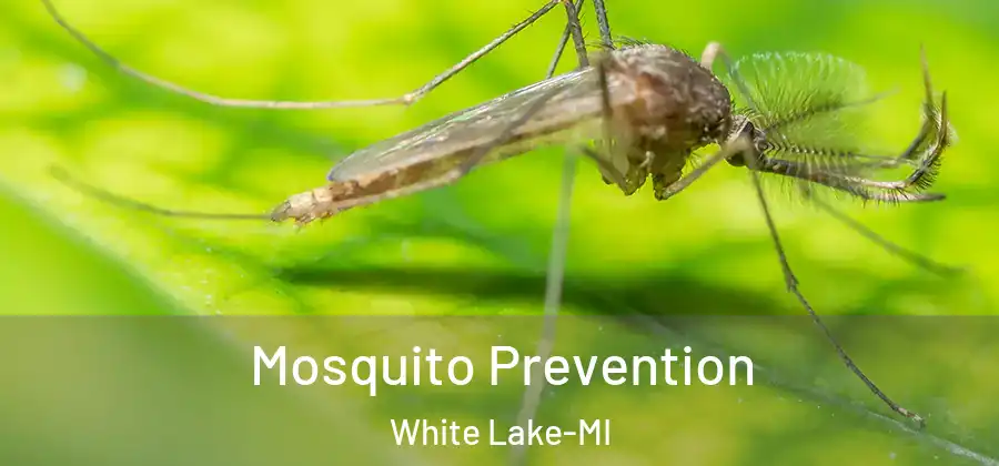  Mosquito Prevention White Lake-MI