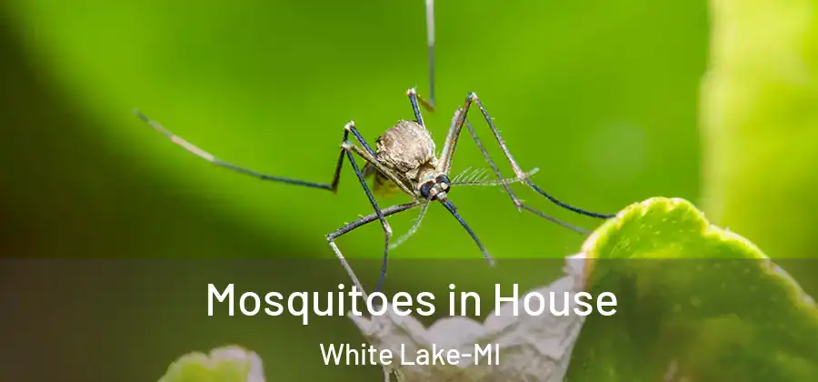  Mosquitoes in House White Lake-MI