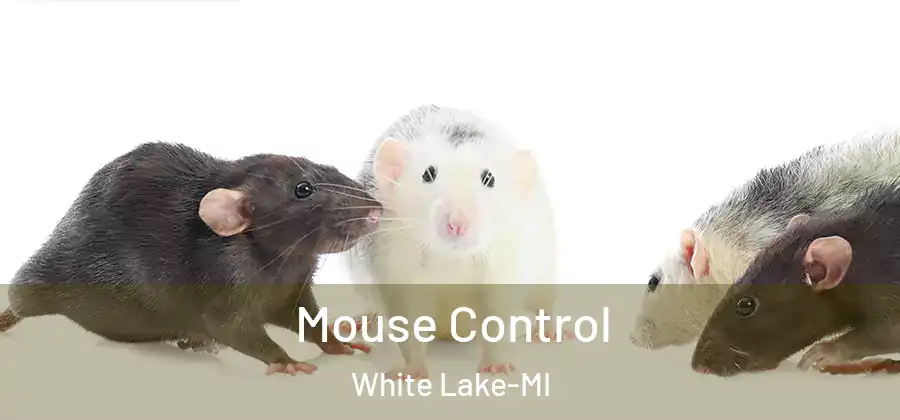  Mouse Control White Lake-MI