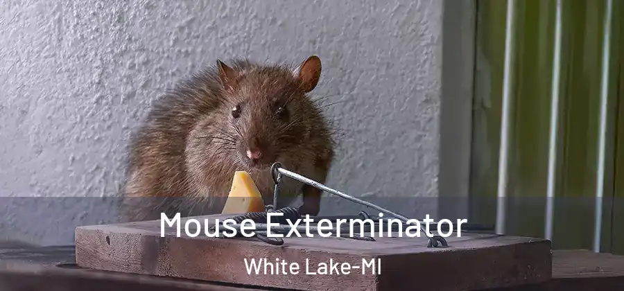 Mouse Exterminator White Lake-MI