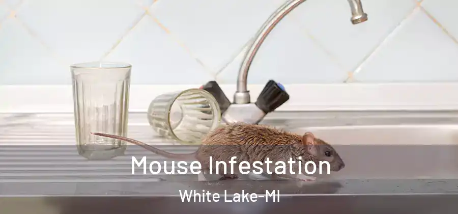 Mouse Infestation White Lake-MI