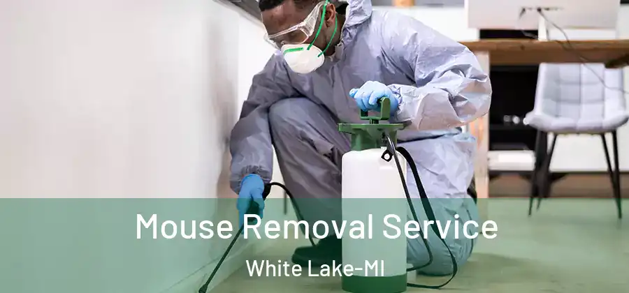  Mouse Removal Service White Lake-MI
