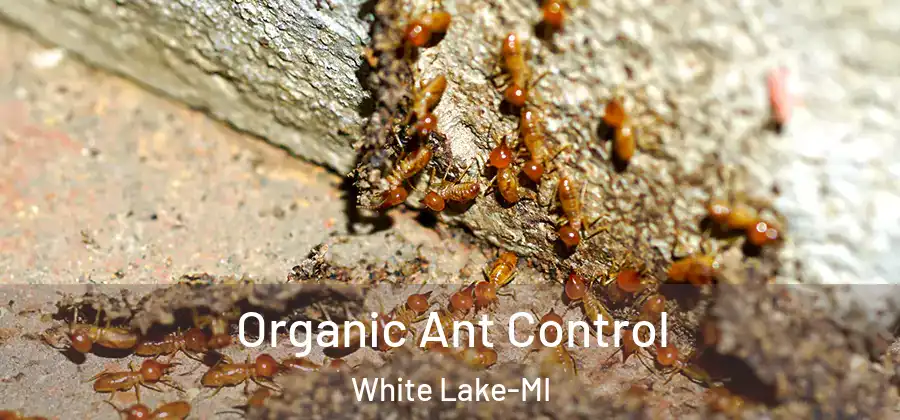  Organic Ant Control White Lake-MI