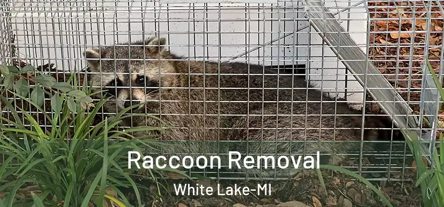 Raccoon Removal White Lake-MI