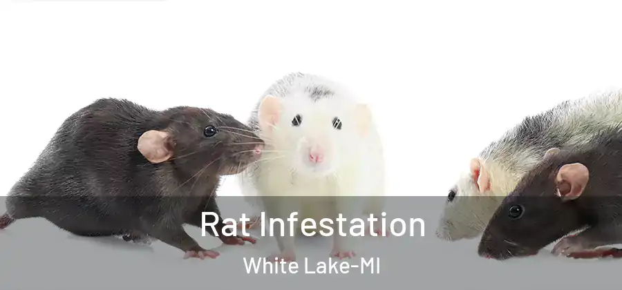  Rat Infestation White Lake-MI