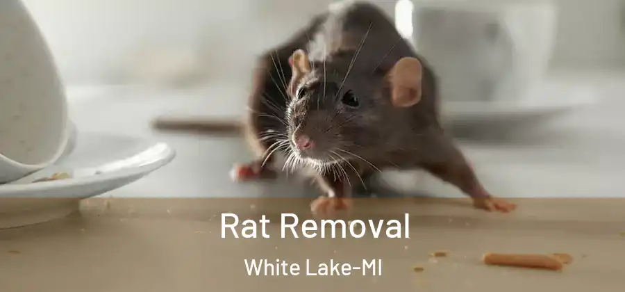 Rat Removal White Lake-MI