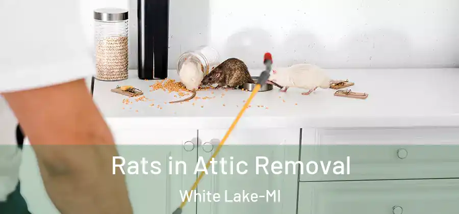  Rats in Attic Removal White Lake-MI