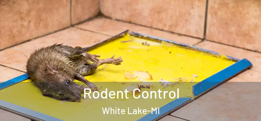 Rodent Control White Lake-MI