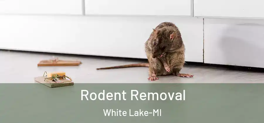  Rodent Removal White Lake-MI
