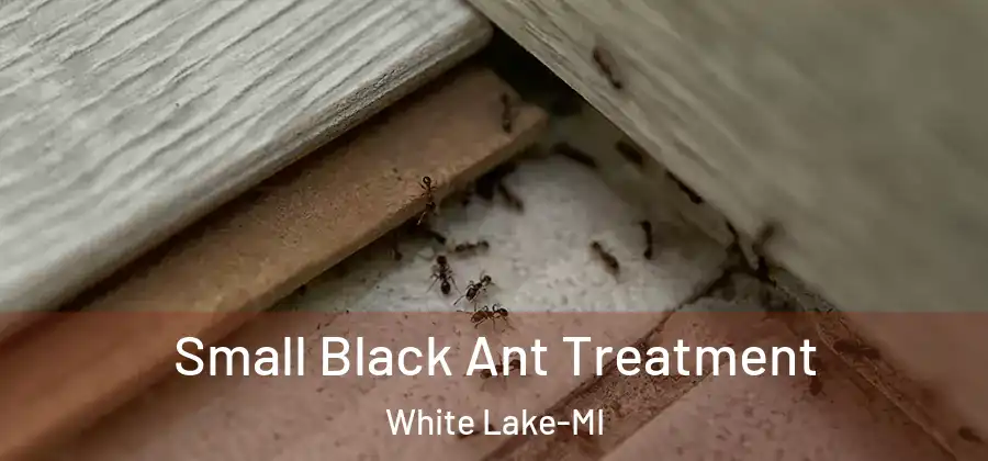 Small Black Ant Treatment White Lake-MI