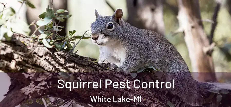 Squirrel Pest Control White Lake-MI
