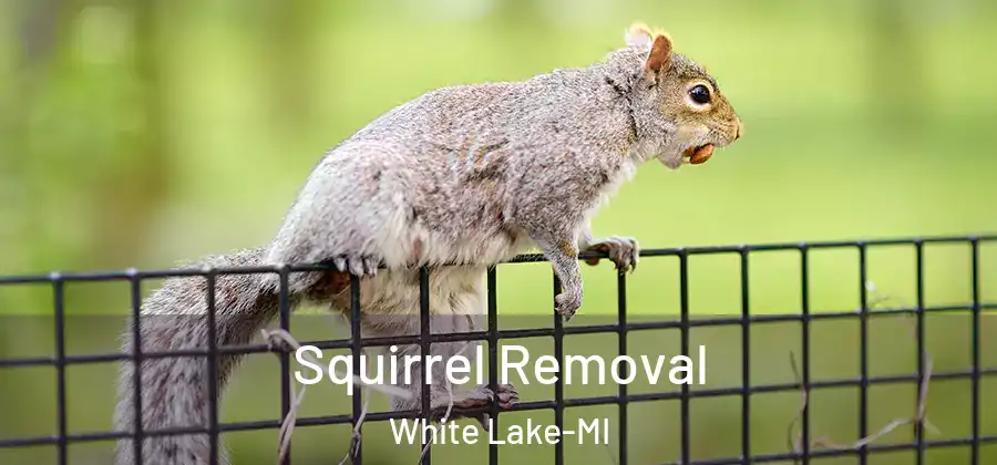  Squirrel Removal White Lake-MI
