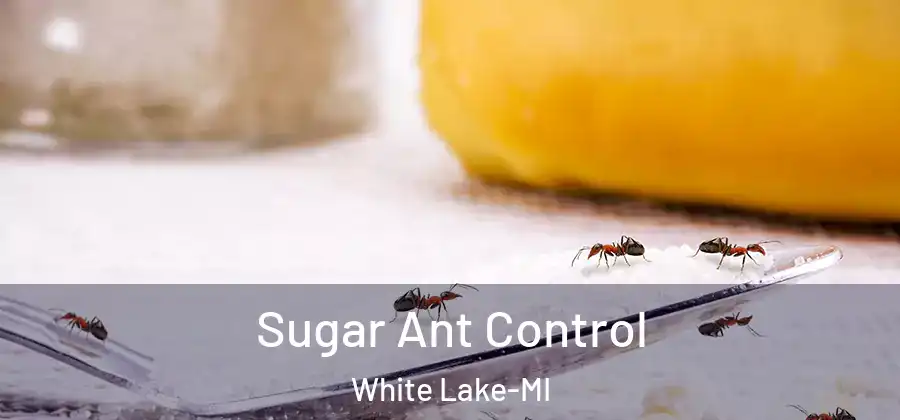 Sugar Ant Control White Lake-MI