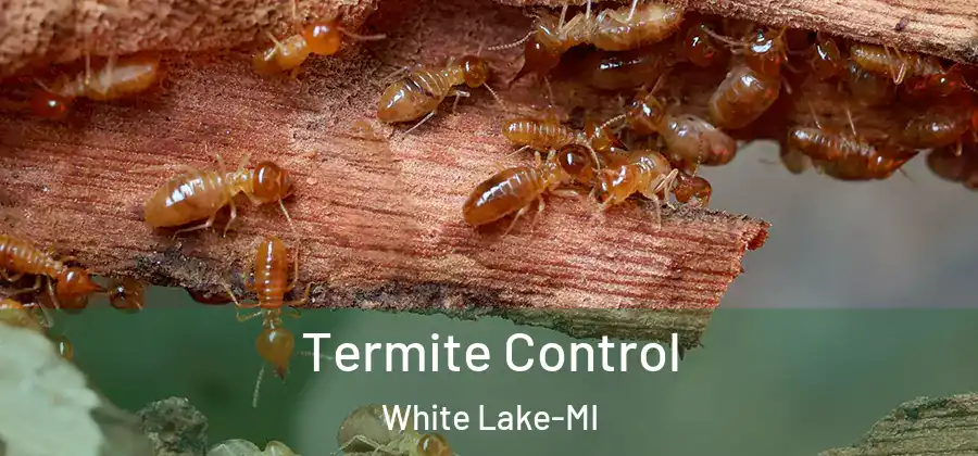  Termite Control White Lake-MI