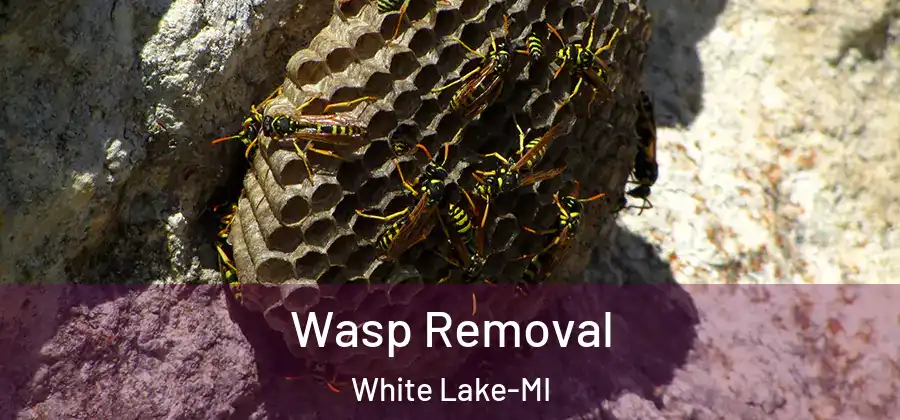  Wasp Removal White Lake-MI